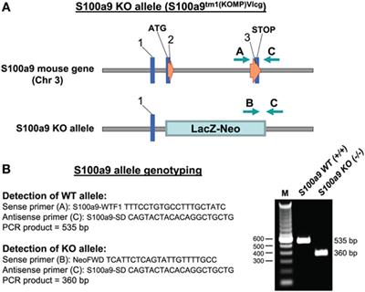 Intracellular S100A9 Promotes Myeloid-Derived Suppressor Cells during Late Sepsis